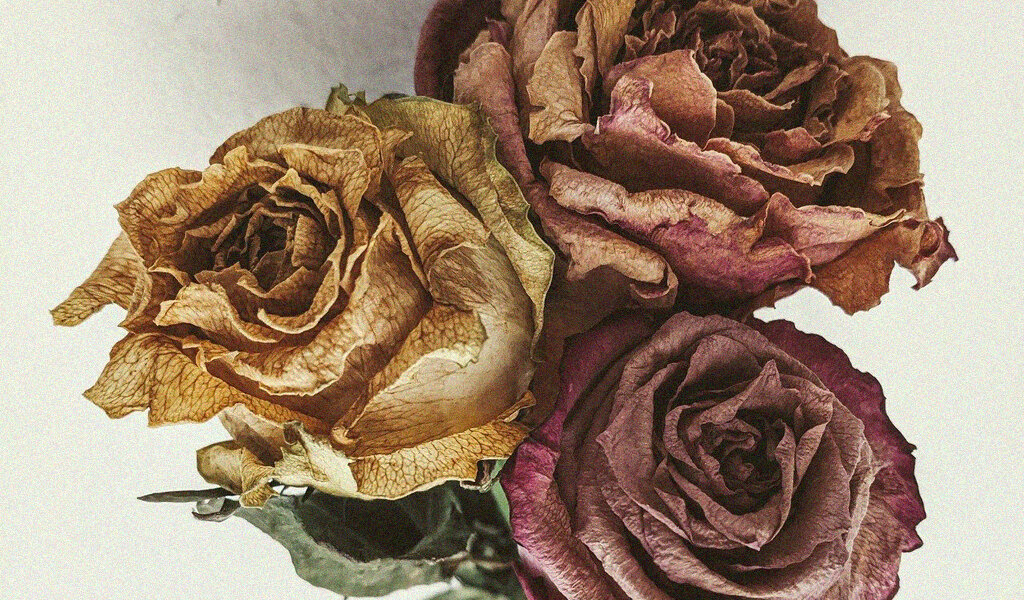 Изображение сайта Pixabay.com