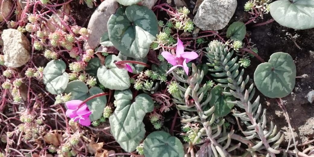 первые живые цветы в Краснодарском крае