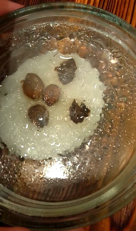 Я иногда тоже произвожу предпосевную обработку семян, но в основном это туговсхожие семена. И такую процедуру я выполняю, чтобы повысить и ускорить всхожесть. 