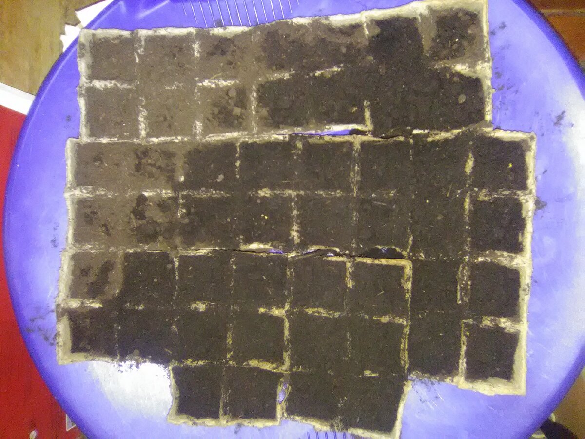 Ледянки отлично "работают" в качестве поддонов для рассады...