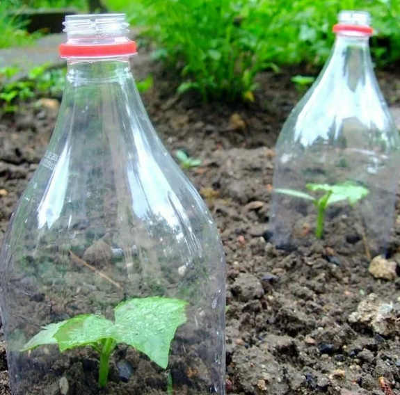 Что сделать из пластиковой бутылки? 5 способов применения в саду и огороде