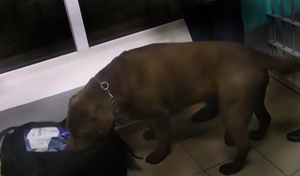 Пёсика не обмануть