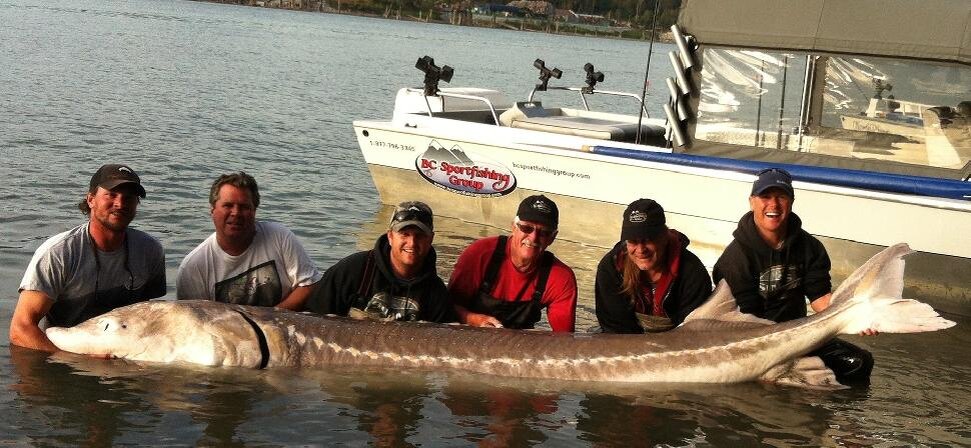 https://www.google.ca/url?sa=i&url=https%3A%2F%2Fwww.outdoorcanada.ca%2Fb-c-s-fraser-river-serves-up-the-biggest-white-sturgeon-of-2012-so-far%2F&psig=AOvVaw0-5e_XcO8fnloMd-ci-ih8&ust=1615912669277000&source=images&cd=vfe&ved=0CAkQjhxqFwoTCKjfnv_dsu8CFQAAAAAdAAAAABA8