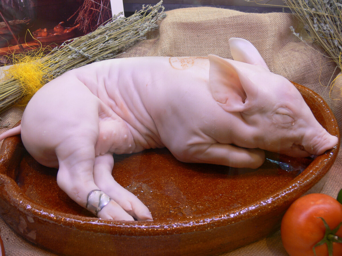 молочный поросенок в упаковке. поросенок живой. молочные поросята живые. молочный поросенок живой. живой молочный поросенок.