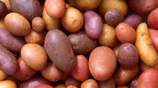 Картофель из семян: обновление и омоложение сортов. Суперэлита картофеля от посева до сбора урожая