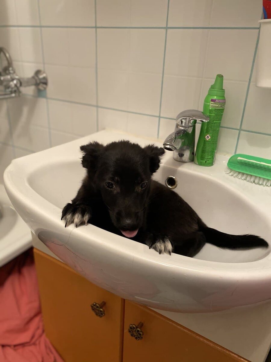 Это милейшее создание зовут Коржик и он, по словам заводчицы ,он «очень смышлёный пес».