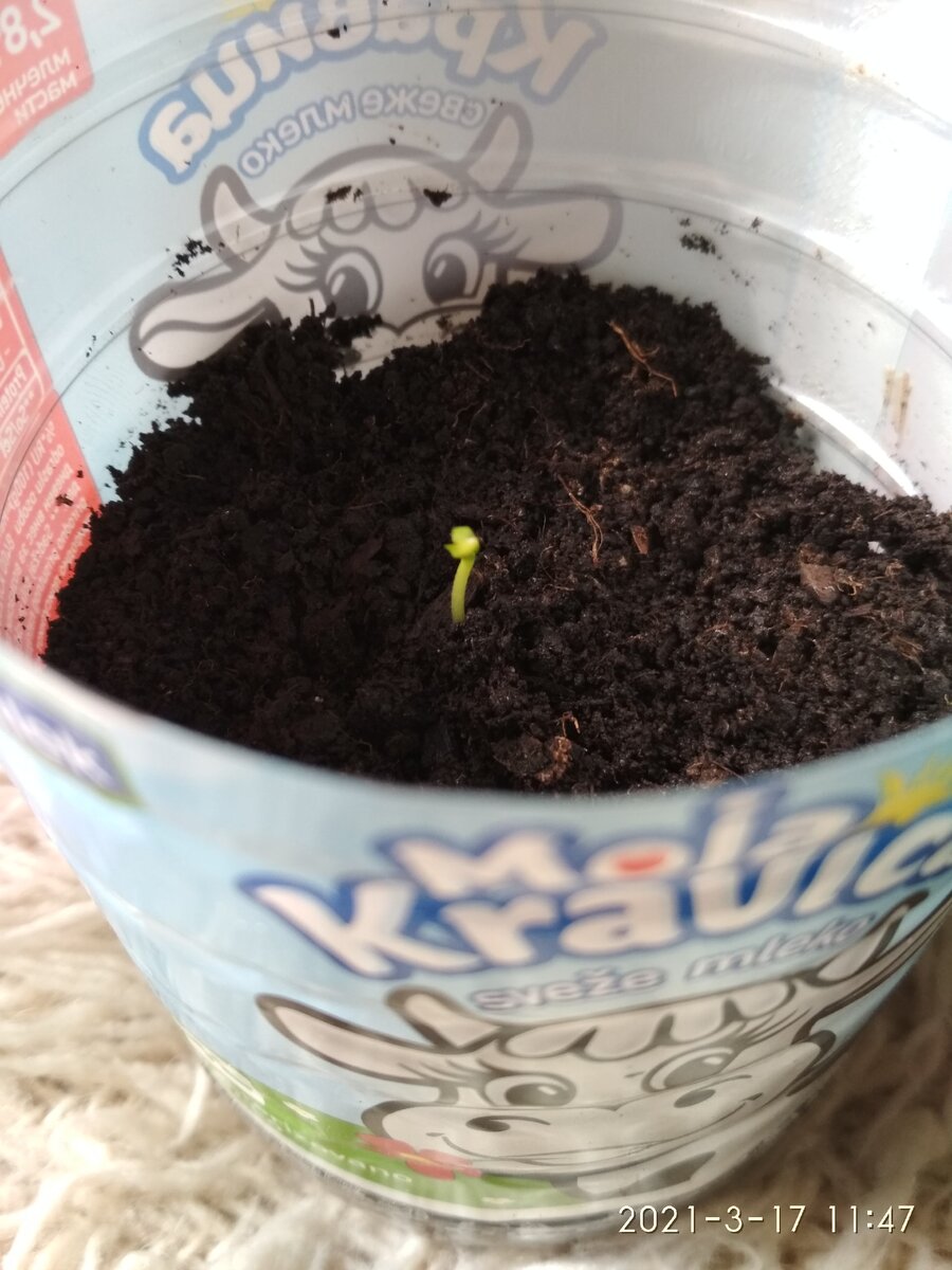 Первый перечный "бычок". Только сбросил "шапочку".