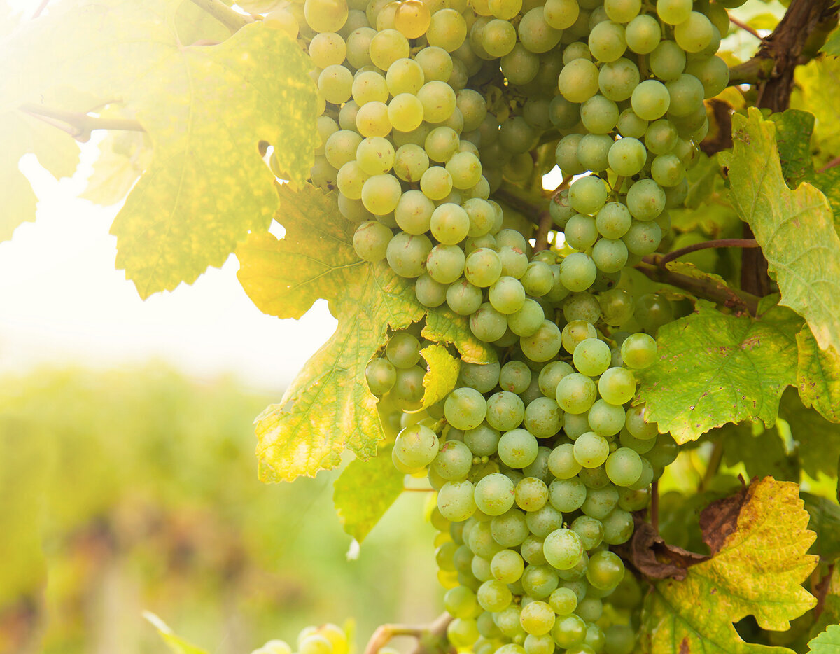Типичные ошибки при выращивании винограда