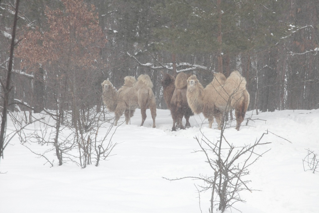 Двугорбые верблюды в тульском филиале парка "Дикое поле". Верблюды пережили свою первую зиму (причем даже морозы в -37 градусов) без проблем. Источник фото http://ti71.ru/articles/society/zimove_zverey/ 