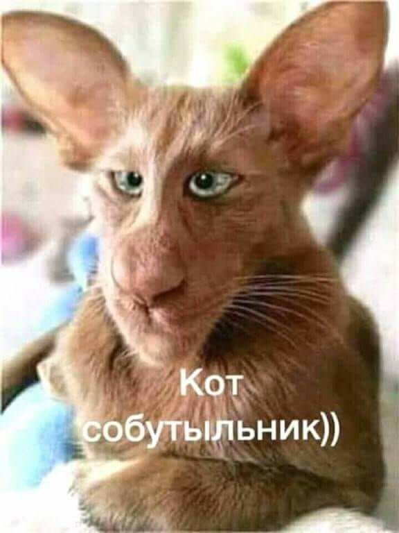 Отличный котик, я считаю