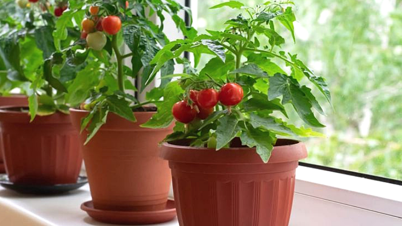 Рассказываю как вырастить сочные помидоры в домашних условиях