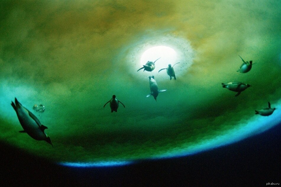 Пингвины в космосе. Арт с сайта Pikabu, автор - nameless1205. 