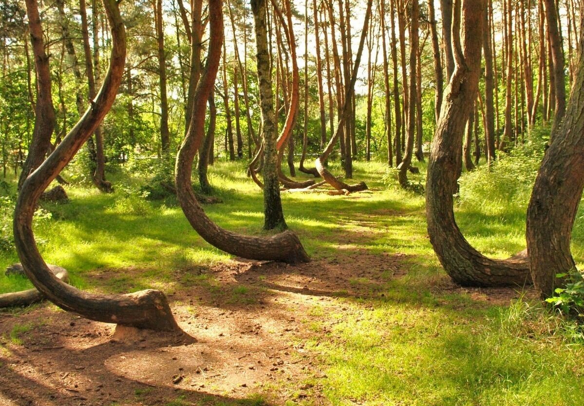 Те самые сосны