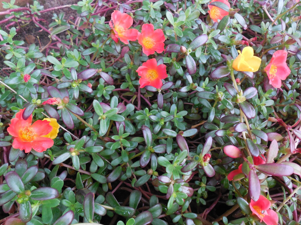 Не уверена на 100 %, что это портулак, но вроде он? Щёлкнула, пробегая мимо, на экскурсии в одной из жарких стран