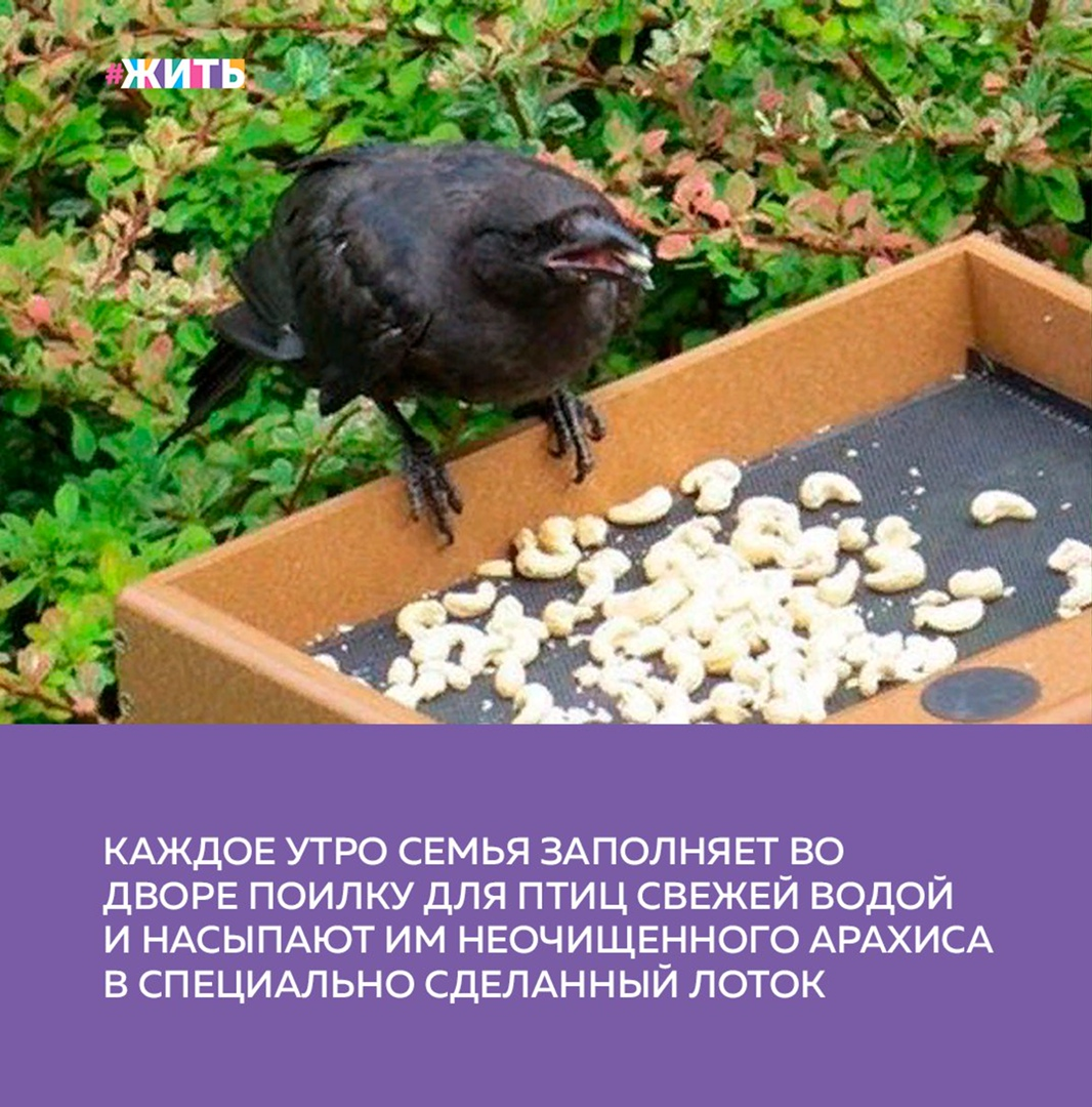 Чем можно кормить ворону. Подарок для вороны. Кормить ворон. Выкормить ворона. Кормить ворон Челентано