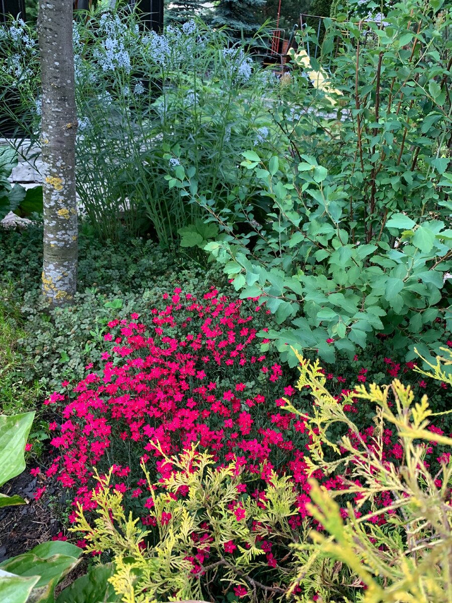 Ярко! гвоздика травянка Cofetti Deep Red, на заднем плане голубеет Амсония (Amsonia ciliata Ernst Pageis)