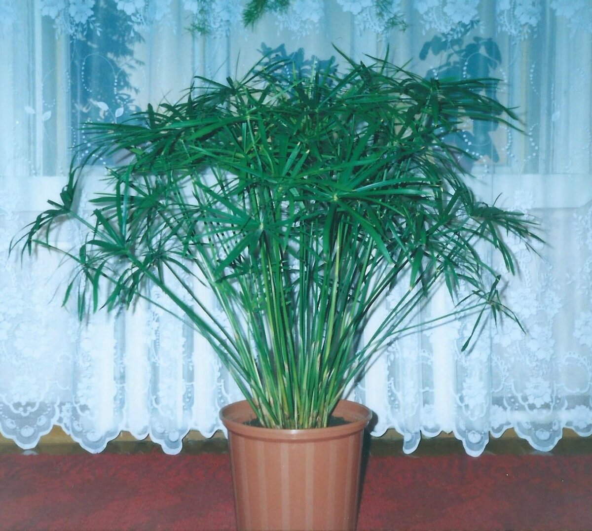 Мой первый циперус.