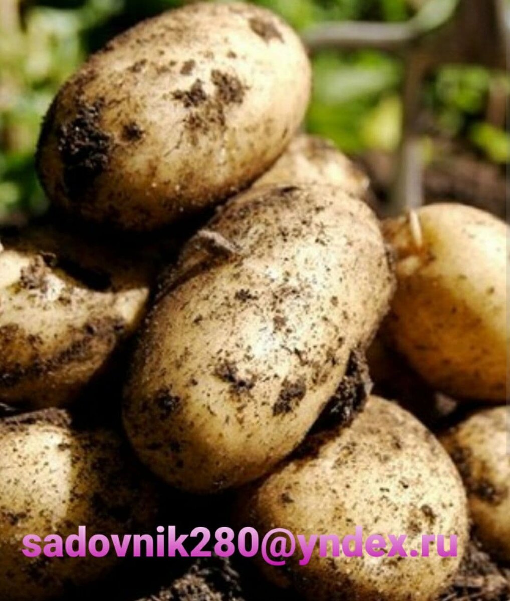 Фото -коллаж автора Алесад.