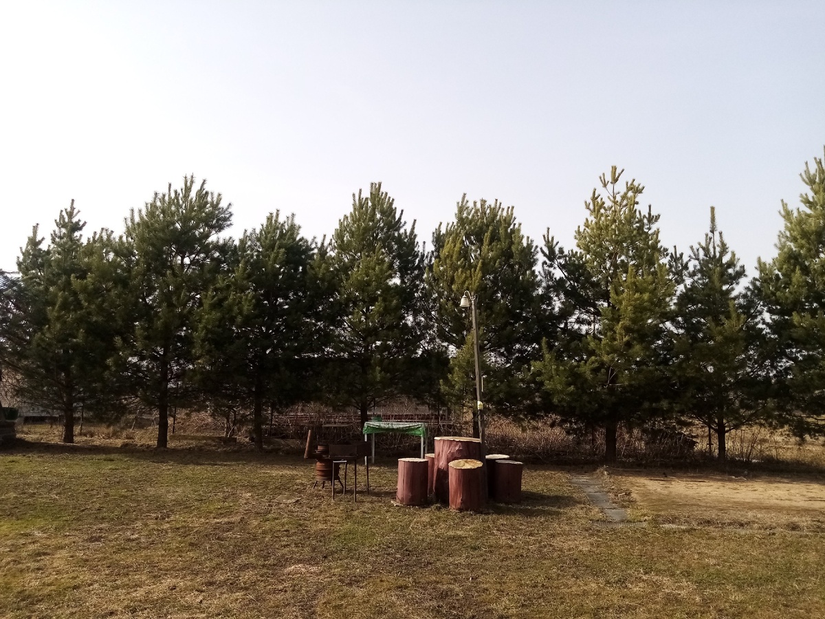 Наши любимые сосны.