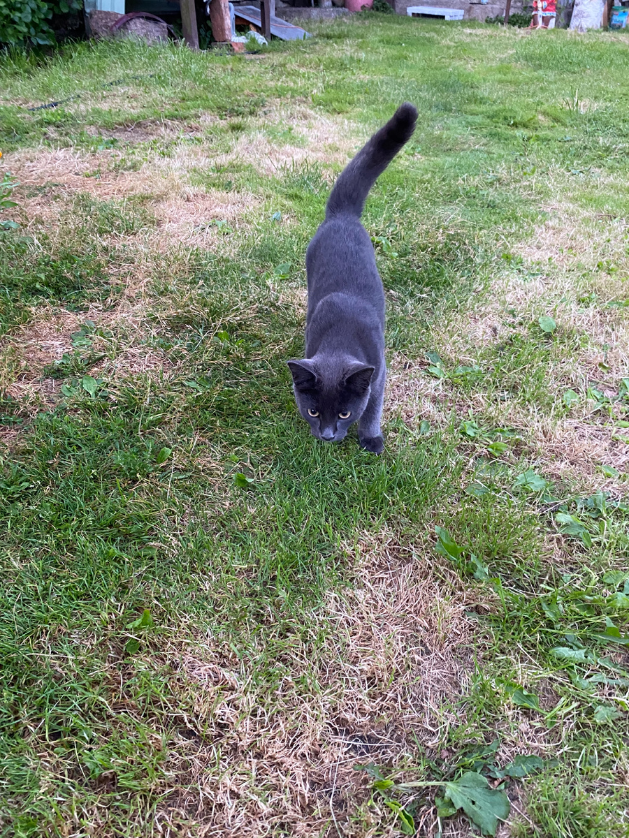 Пытается нападать ) 