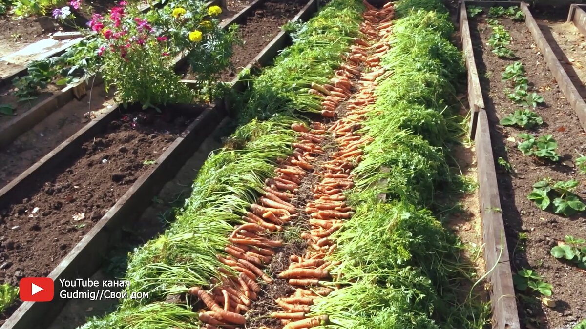 Собранная морковь