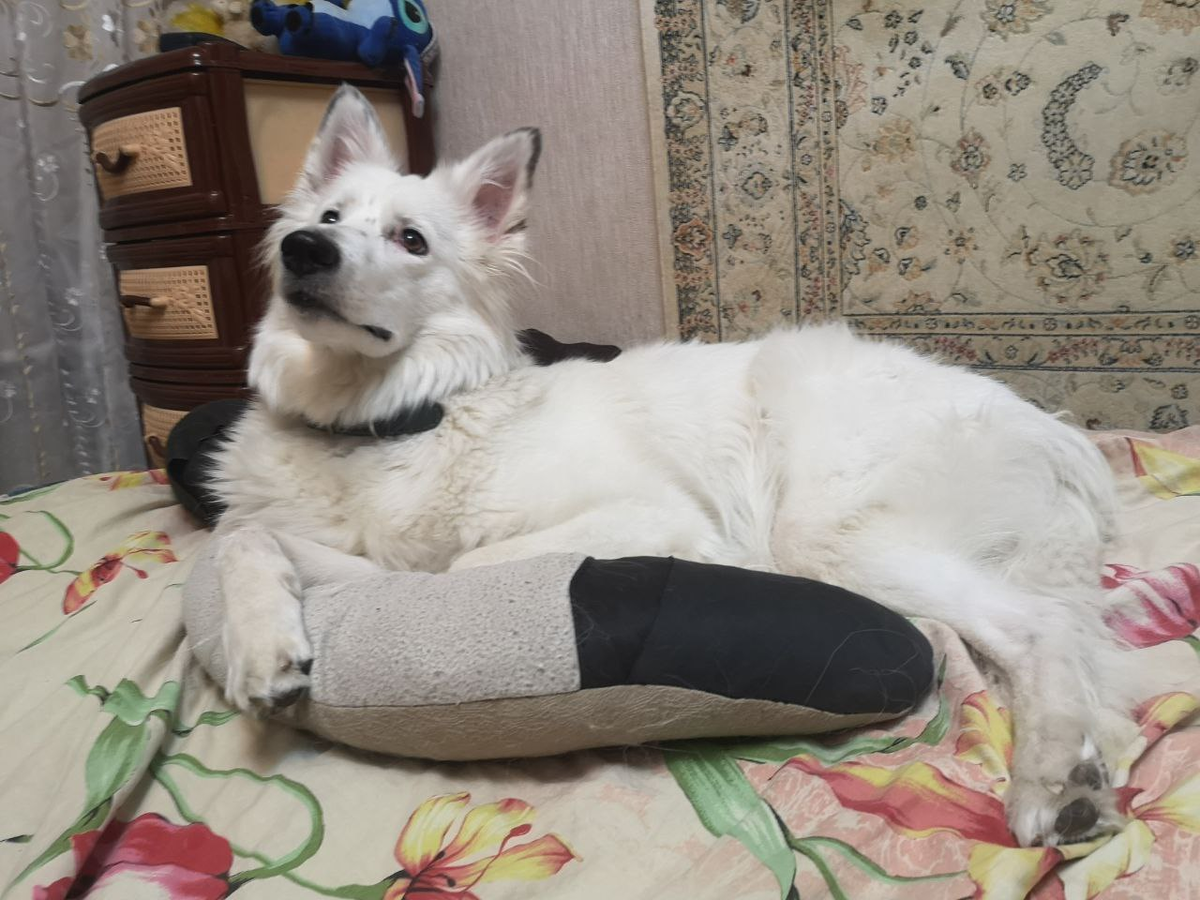 Кошка застала меня врасплох