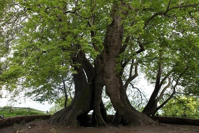 Платан восточный фото Топ 10 самых старых деревьев в мире Ямалетдинов Дзен