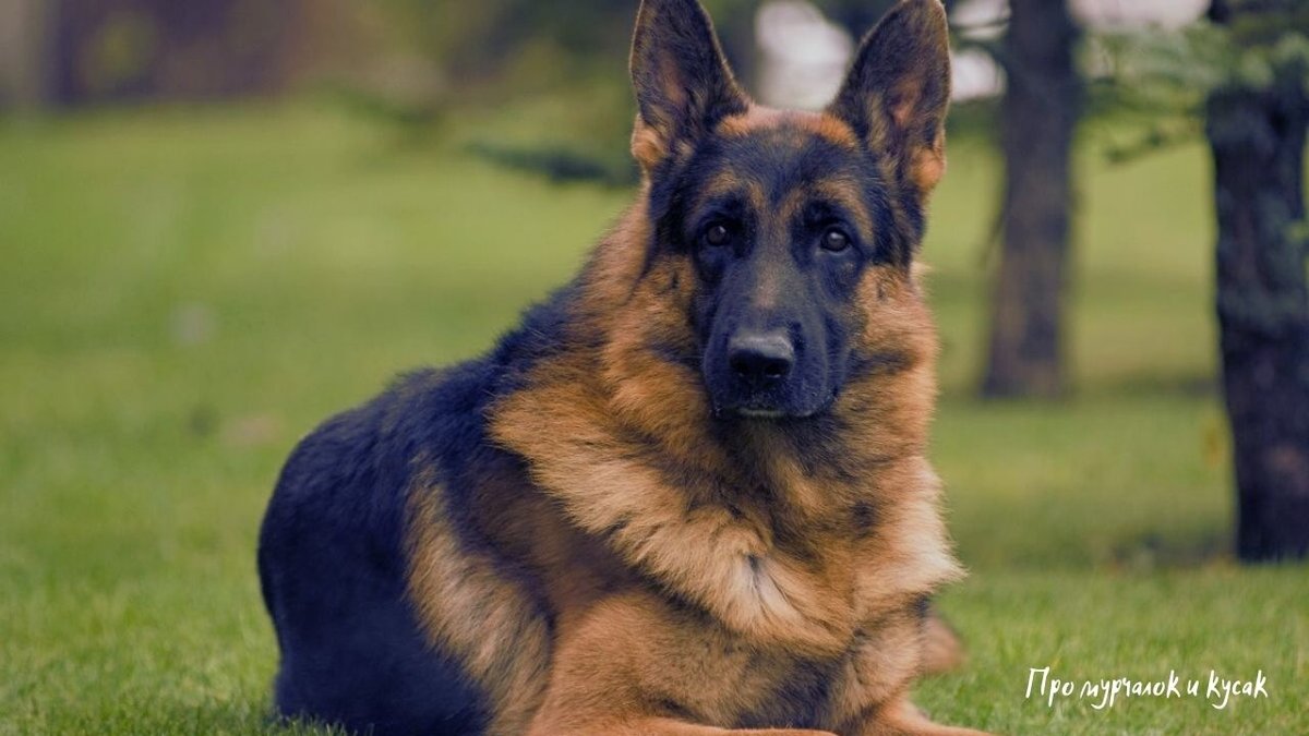 Умница и красавица