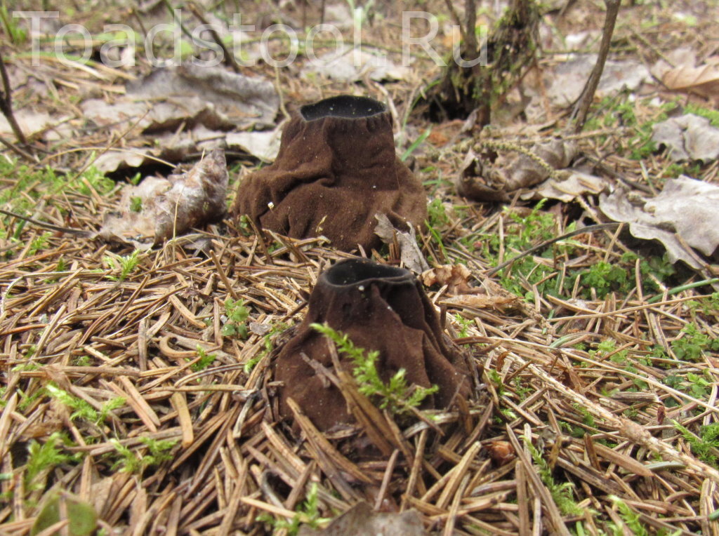 Есть в этой саркосоме что-то индустриальное... (фото И.Лебединского)