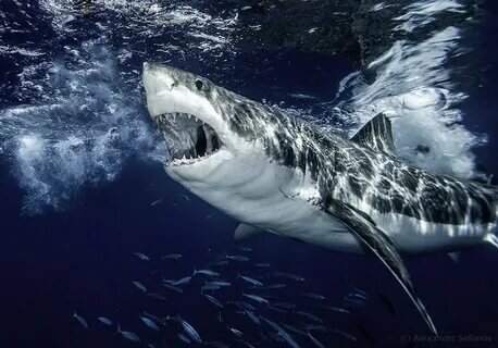 Самая большая белая акула — Deep Blue. Белые акулы, или большие белые акулы относятся к крупнейшим хищникам на планете. Их средняя длина около 5,5 метров, а вес — около 1900 килограммов. На даже среди таких гигантов есть особи, поражающие своими размерами. И сегодня речь пойдёт о самой крупной белой акуле из всех известных науке — Deep Blue. Длина Deep Blue составляет 6,7 метра, вес около 2,5 тонны, а её возраст — около 50 лет.