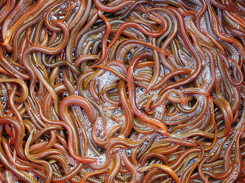 Много червей среди которых. Красный калифорнийский червь.