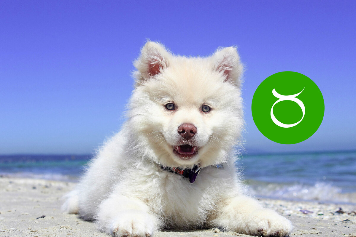 2 последствия чрезмерной доброты тельца. Источник оригинального фото: pexels.com