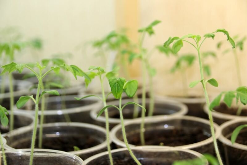 Вытягивание рассады томатов