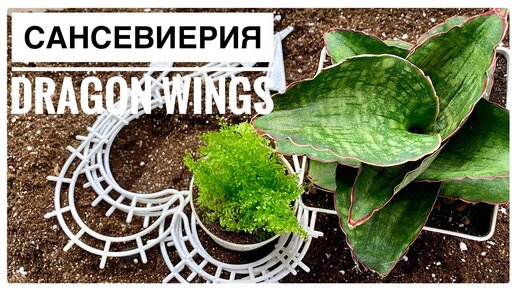 САНСЕВИЕРИЯ Dragon Wings | Грунт, пересадка | новые опоры для растений ...