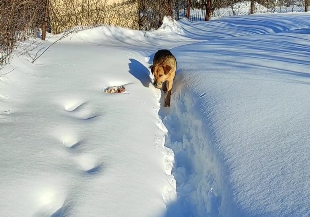 Дочка дала ему кличку Беляш.