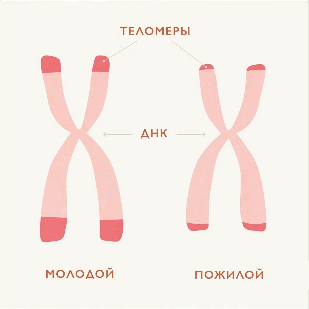 Теломеры. Фото из открытых источников. 