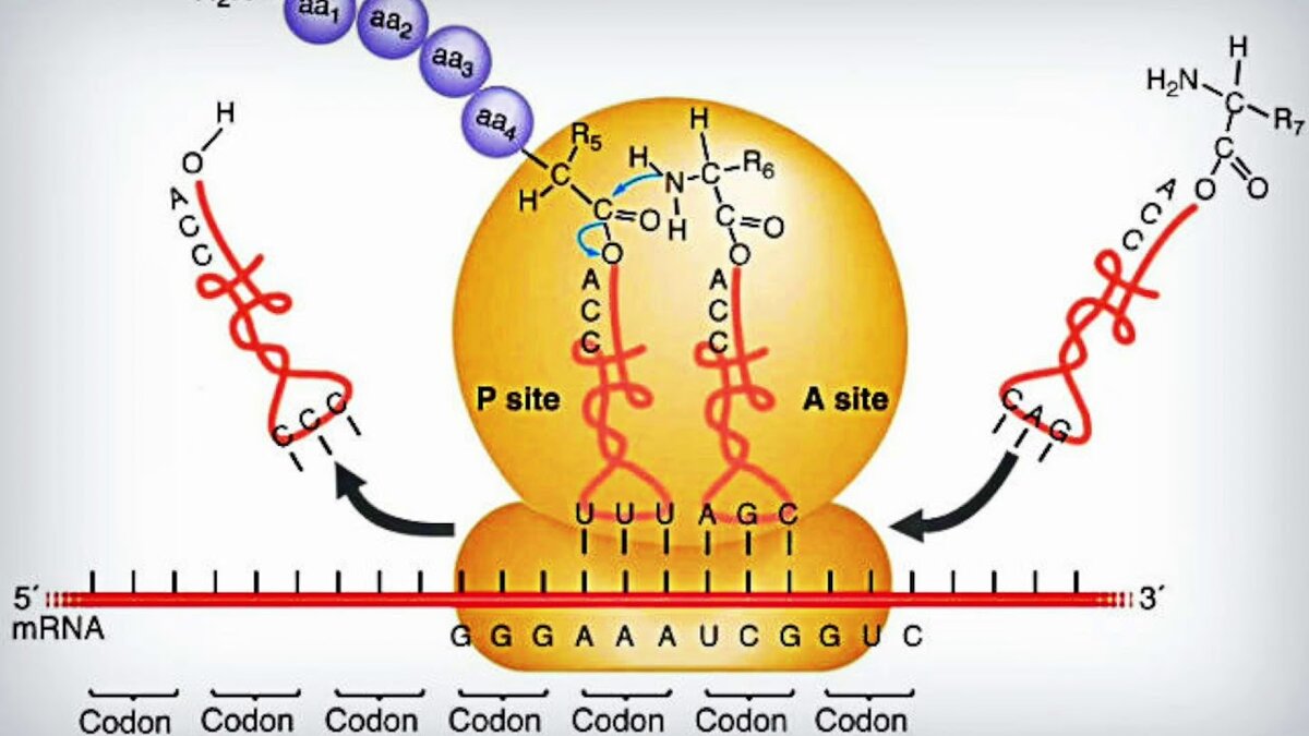 Типичная работящая рибосома в процессе сборки полипептида
