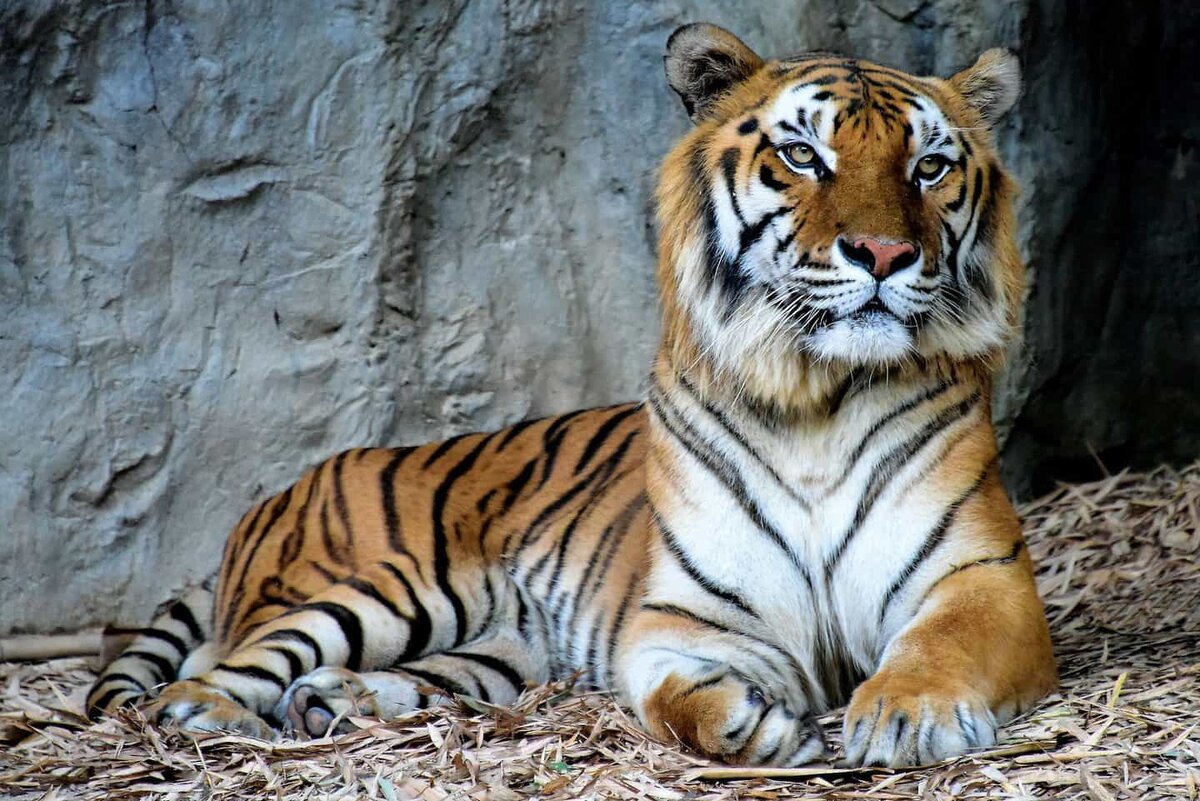 Индокитайский тигр. Индокитайский тигр (Panthera Tigris corbetti). Малайский тигр (Panthera Tigris Jacksoni). • Индокитайский тигр • малайский тигр. Внешний вид тигров