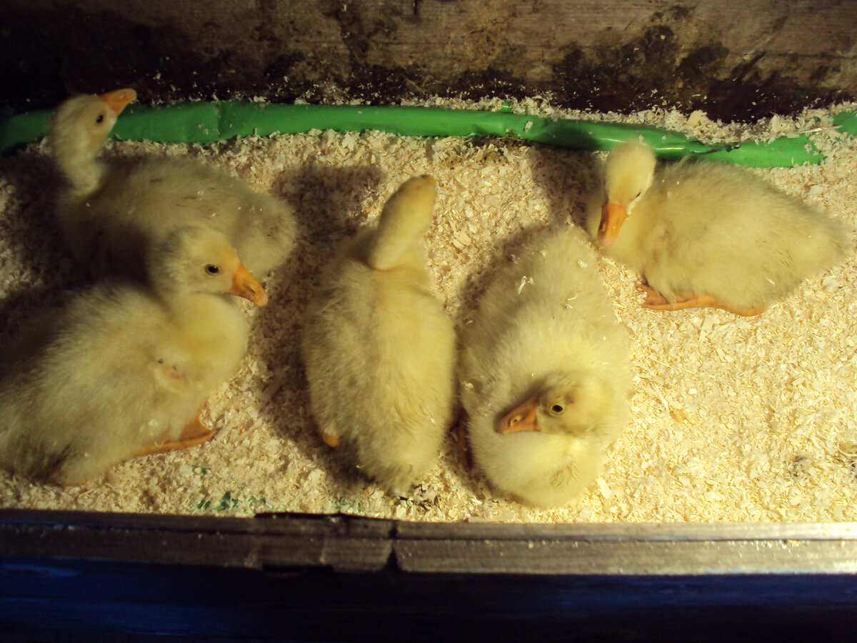 Еще желтенькие