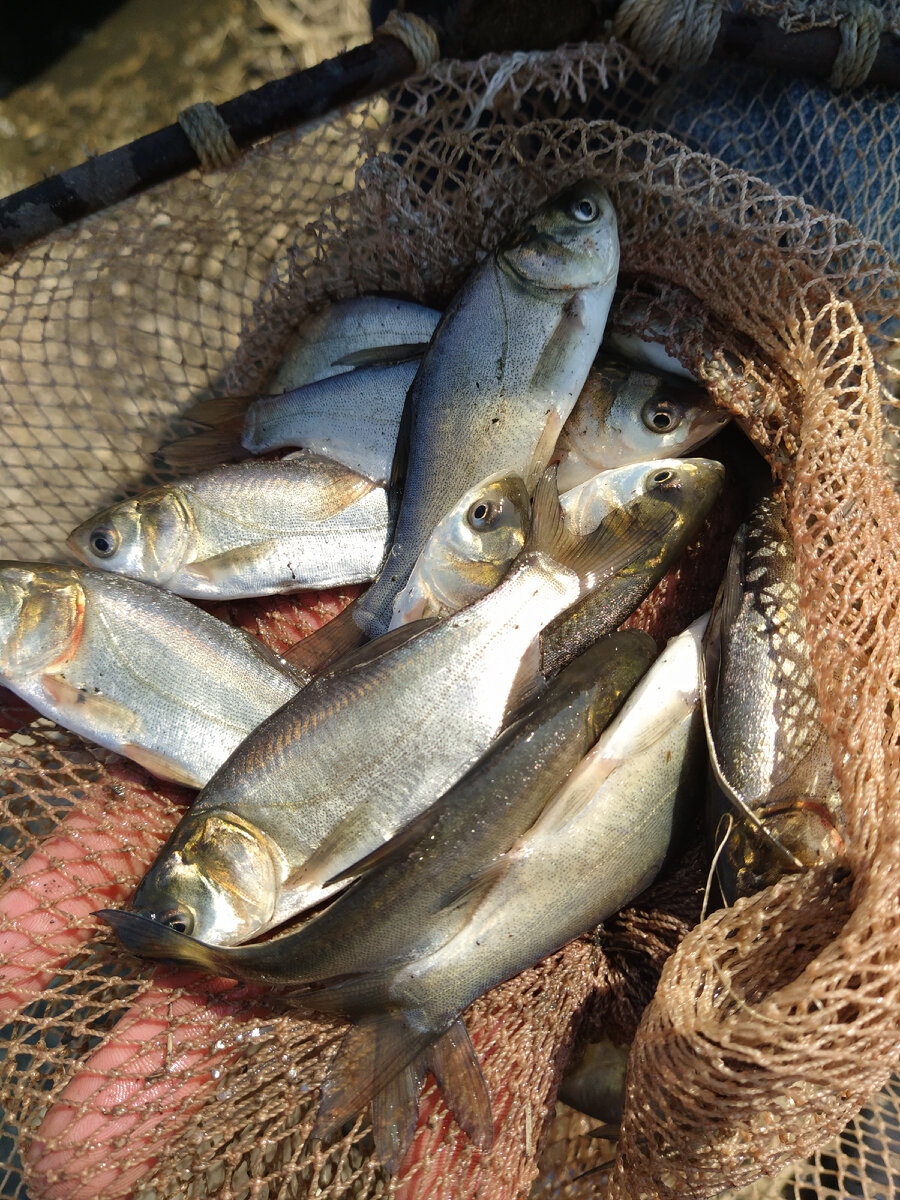 Малёк толстолобика весом 20-30 грамм 