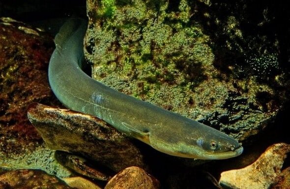 Ранней весной, когда вода ещё только начинает прогреваться и температура достигает лишь 10 градусов, угорь уже весьма неплохо клюёт, однако пик ловли угря припадает на вторую половину июля.