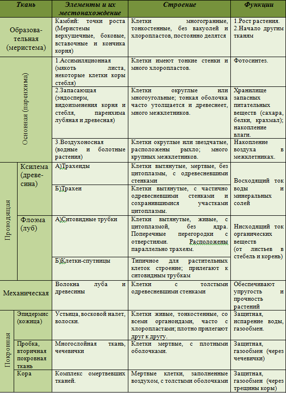 Ткани высших растений.