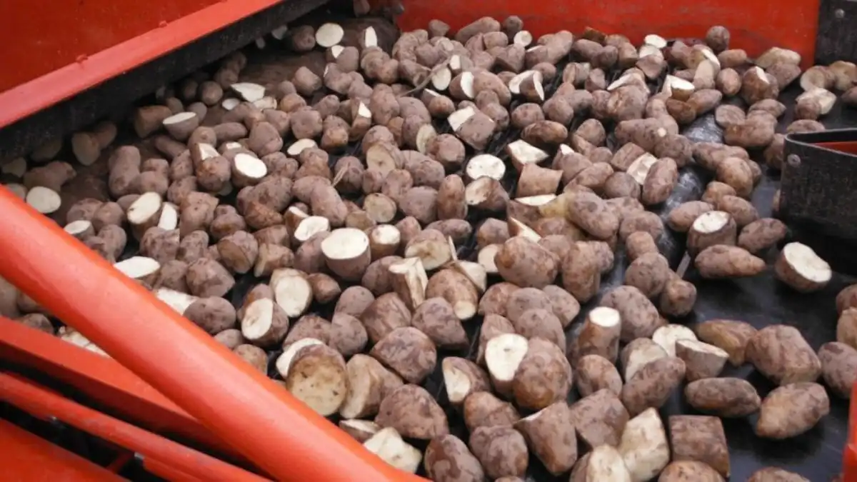 Фото:potatoes.news