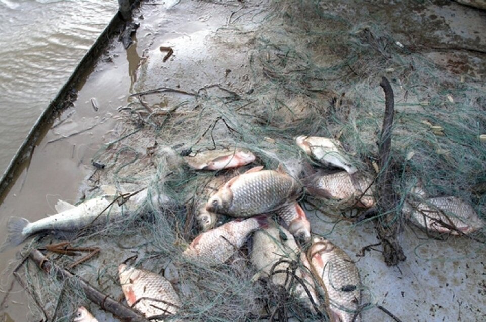 Фото из открытых источников "Яндекс картинки"