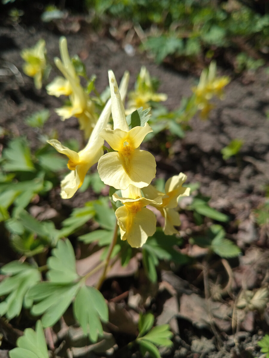 Первые цветочки появились, название не знаю , но милые