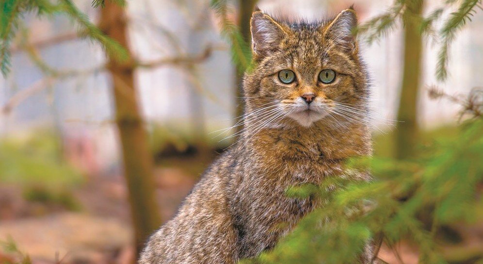 Лесной кот
