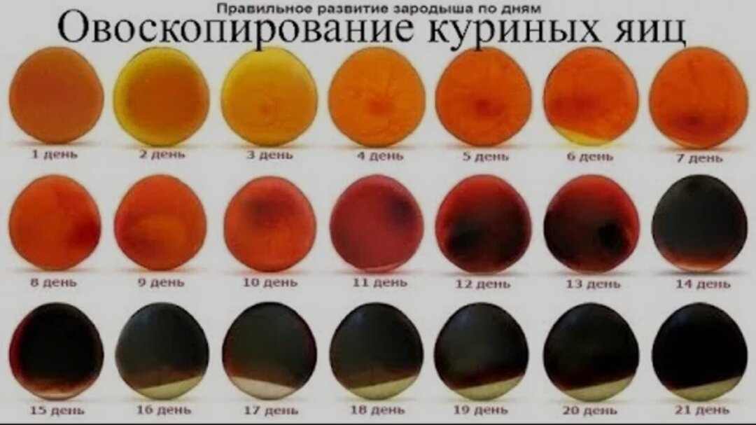 Яйцо на 14 день инкубации на овоскопе
