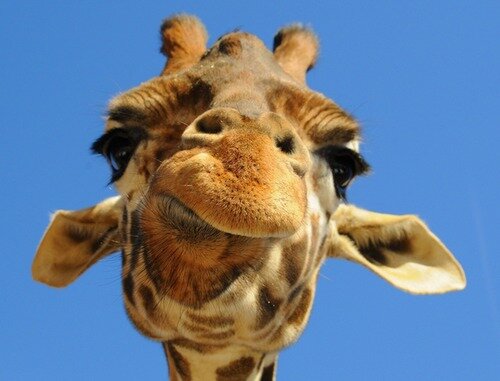 Фото из Яндекс. Картинки