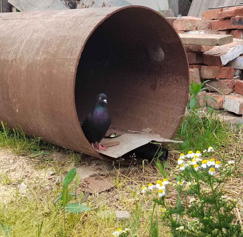 В этой трубе дочь устроила голубую гнездо из соломы. И сделала стол. 😉