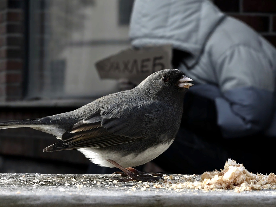 Коллаж ForPost